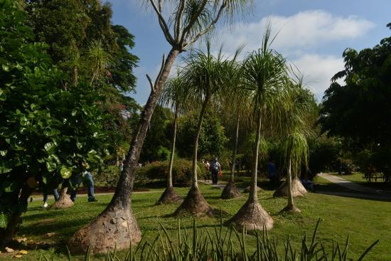 Xishuangbanna Tropical Botanical Garden
